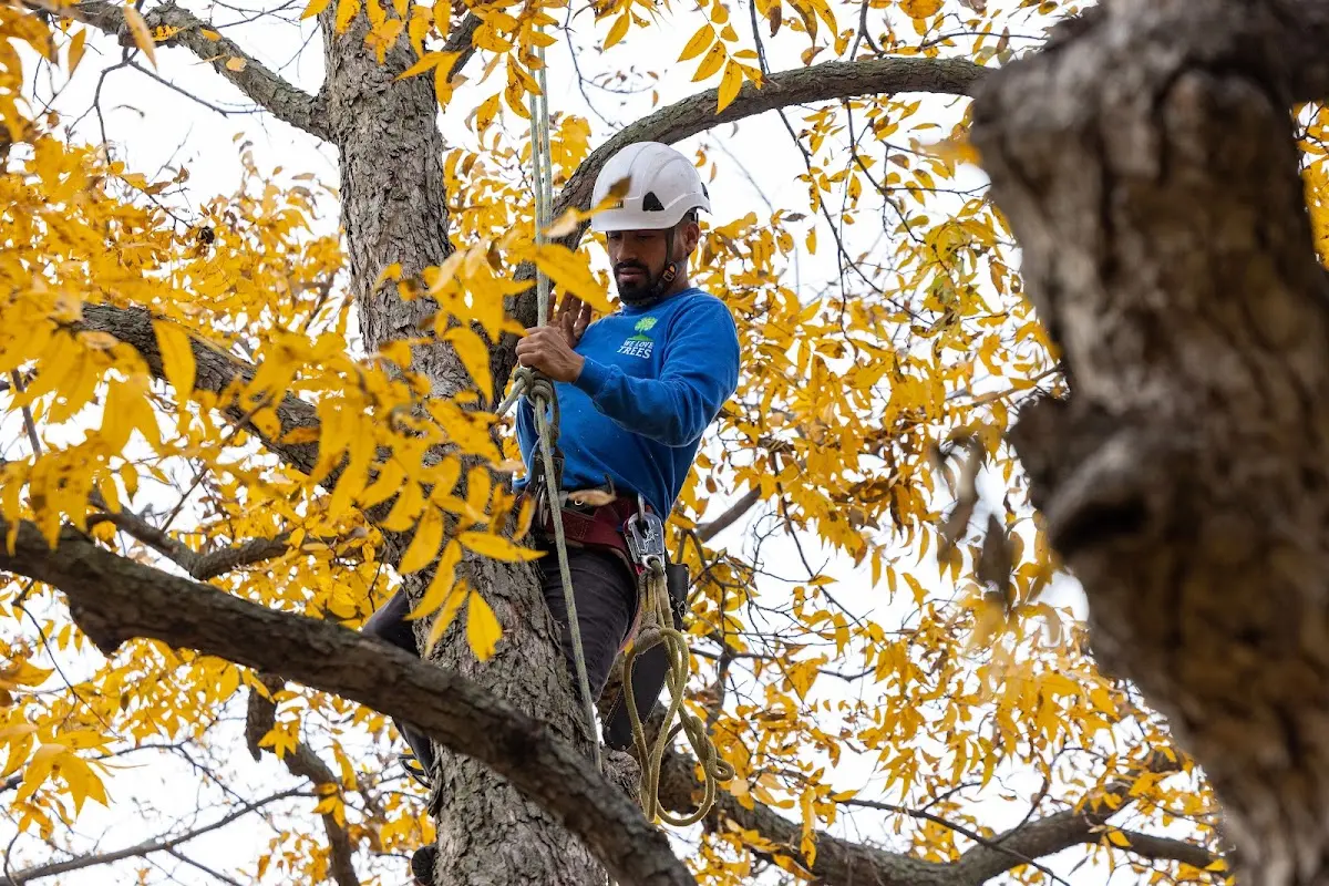 Skilled Tree Trimming crew working in Dows