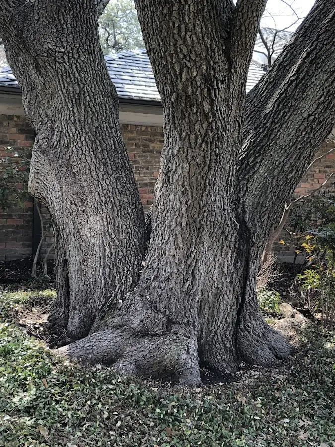 Mature heritage tree close to a Dows property cared for by certified arborists
